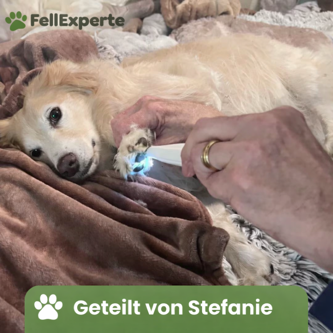 SanftePfote Pro™ - Schmerzfreie Pfotenpflege in Sekundenschnelle